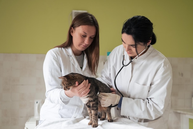 Equipa veterinária para o tratamento de gatos doentes Manter a saúde dos animais Hospital de animais de conceito