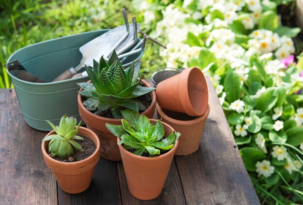 equipamentos suculentos em vasos e de jardinagem em mesa de madeira no jardim com flores florescendo de fundo