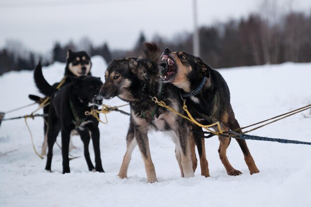 Equipe de cães de trenó Cão emocional late alto para companheiro nas proximidades Inverno nevado