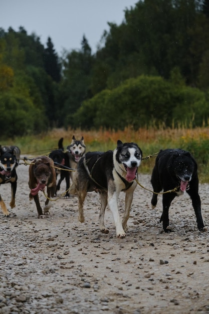 Equipe de cães de trenó do norte treina em clima nublado de outono Equipe de huskies do Alasca corre para a frente