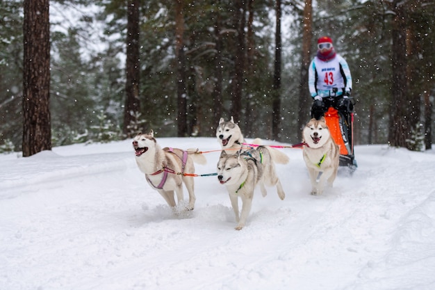 Equipe de cães de trenó ronca puxar um trenó com trenó de cachorro. Competição de inverno.