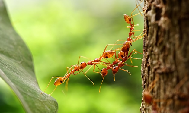 Equipe de unidade de ponte de formigas, formigas ajudam a transportar alimentos, equipe de conceito trabalha em conjunto. Trabalho em equipe de formigas vermelhas.
