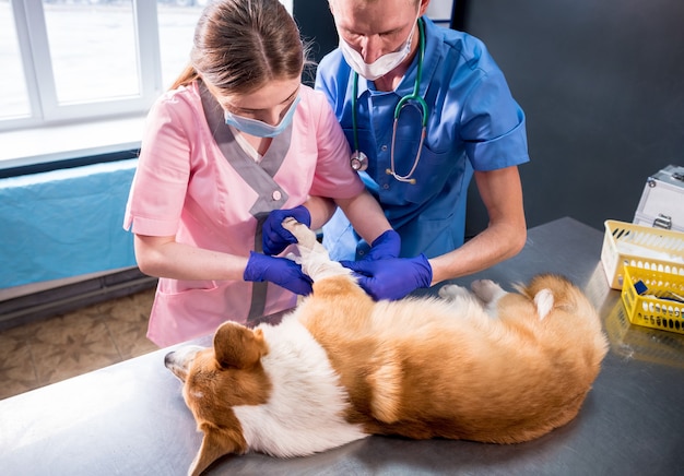 Equipe de veterinários faz curativos na pata de um cachorro corgi doente