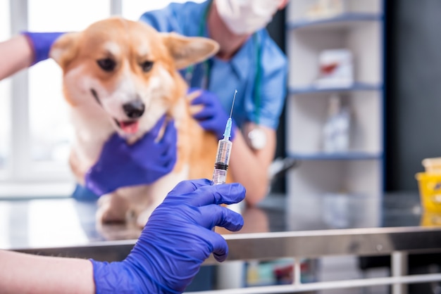 Equipe veterinária dando vacina ao cão corgi