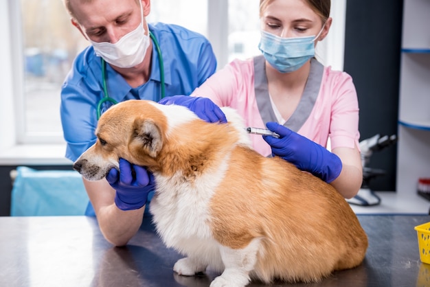 Equipe veterinária dando vacina ao cão corgi
