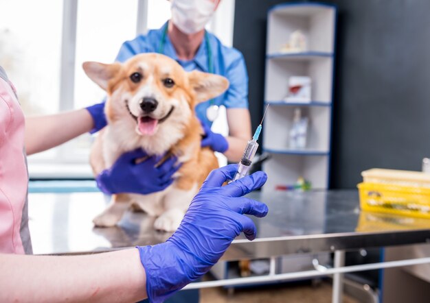 Equipe veterinária dando vacina ao cão corgi