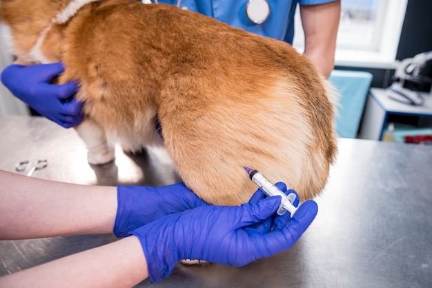 Equipe veterinária dando vacina ao cão corgi