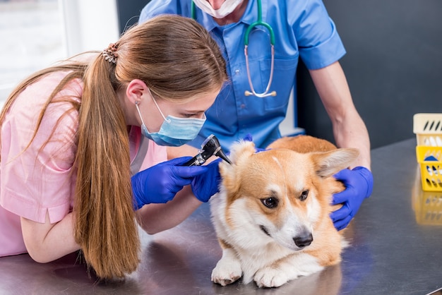 Equipe veterinária examina as orelhas de um cachorro corgi doente