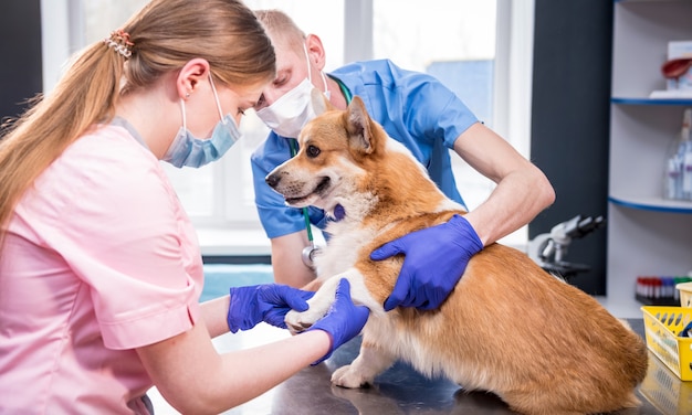 Equipe veterinária examina as patas de um cachorro corgi doente