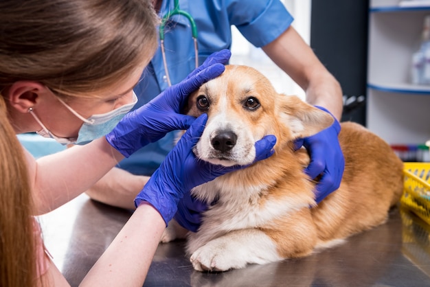 Equipe veterinária examina os olhos de um cachorro corgi doente