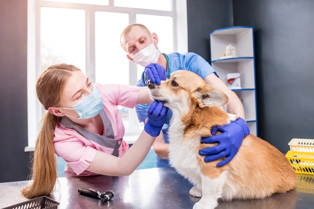 Equipe veterinária examina um cachorro corgi doente