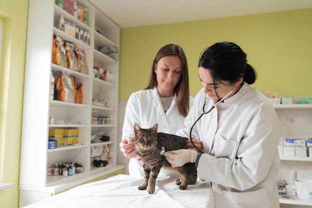 Foto equipe veterinária para o tratamento de gatos doentes mantém o conceito de saúde animal hospital animal