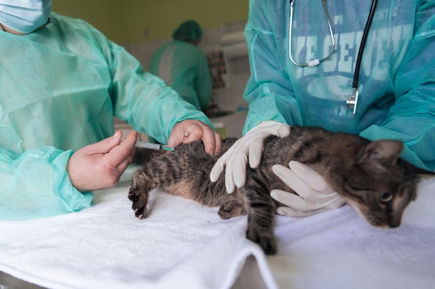 Equipe veterinária para tratamento de gatos doentes mantém conceito de saúde animal hospital de animais