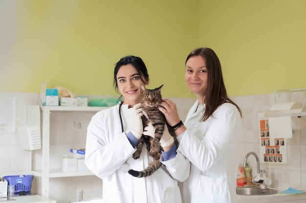 Equipe veterinária para tratar gatos doentes Manter a saúde do animal Conceito de verificação da lareira com estetoscópio hospital animal Preparando o gato para a cirurgia, dando a injeção Foto de alta qualidade