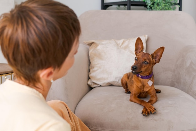 Equipes de treinamento de cães Mulher feliz treinando animal de estimação em casa na sala de estar brincando