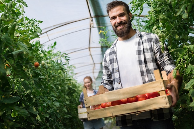 Equipo amistoso que cosecha verduras frescas del invernadero y la temporada de cosecha