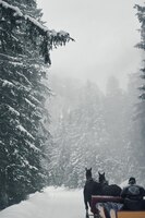 Foto equipo de caballos en las montañas de invierno durante las nevadas