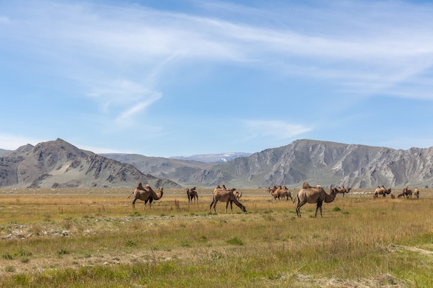 Equipo de camellos en la estepa con montañas al fondo. Altai, Mongolia.