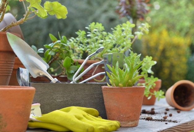 Equipo de jardinería entre plantas en macetas sobre una mesa