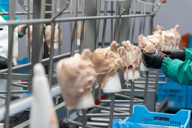 Foto equipo de línea industrial de granja de pollos