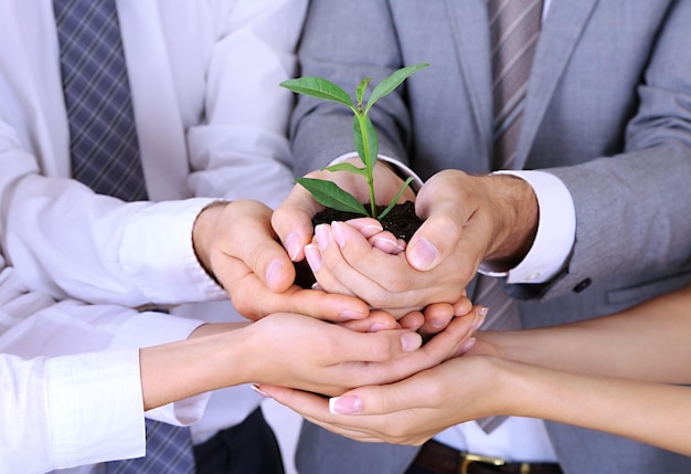 Equipo de negocios sosteniendo juntos brotes verdes frescos closeup