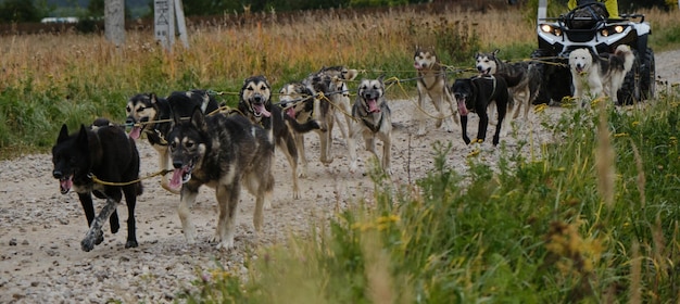 Equipo de perros esquimales de Alaska tira de un cuatriciclo a lo largo de un camino de tierra rural Feliz equipo de perros corriendo rápido