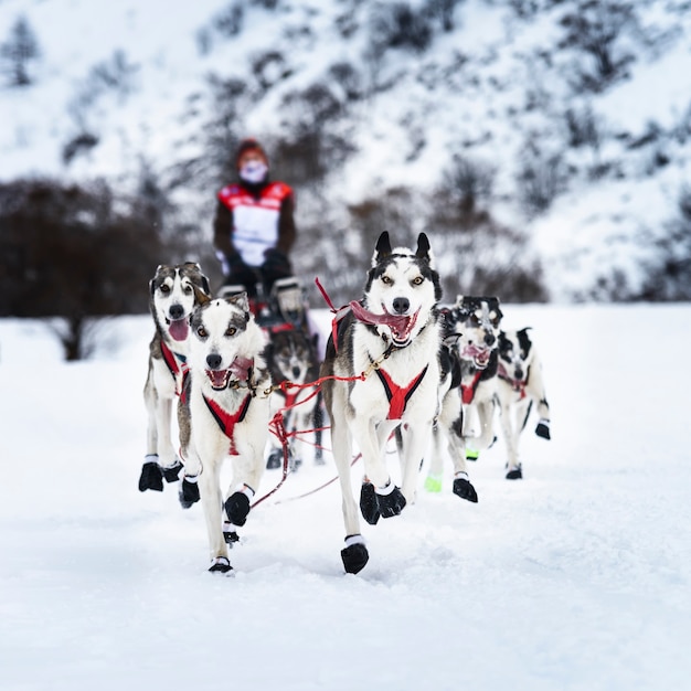 Equipo de perros husky siberiano en la nieve en la carrera de competición de invierno en el bosque