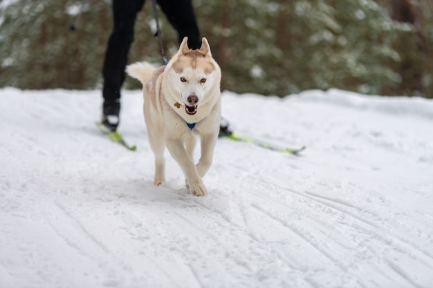 El equipo de perros de trineo Husky en arnés corre y tira del conductor del perro. Carrera de perros de trineo. Campeonato de deportes de invierno.