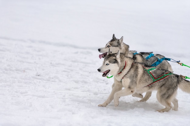 Equipo de perros de trineo Husky en arnés