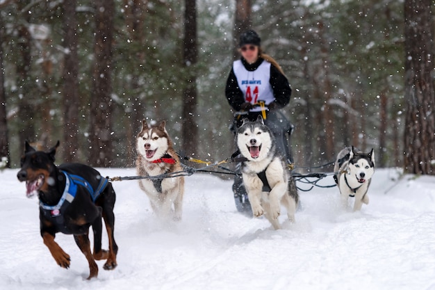 El equipo de perros de trineo Husky tira un trineo