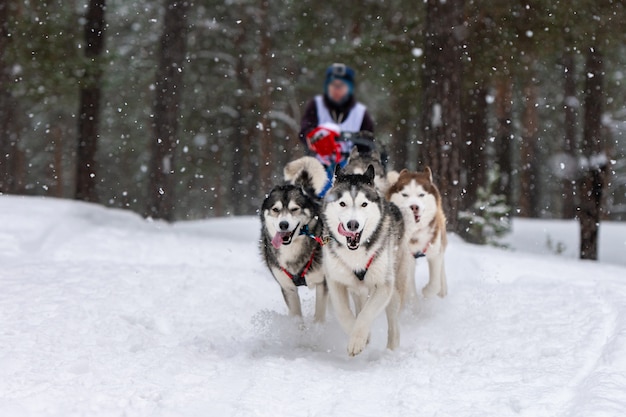 El equipo de perros de trineo Husky tira un trineo