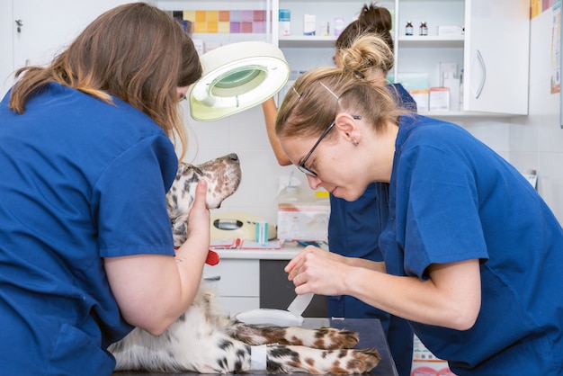 Foto el equipo veterinario coloca un vendaje estéril en la pata del perro