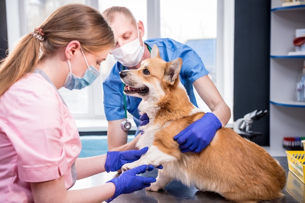 Equipo veterinario examina las patas de un perro corgi enfermo