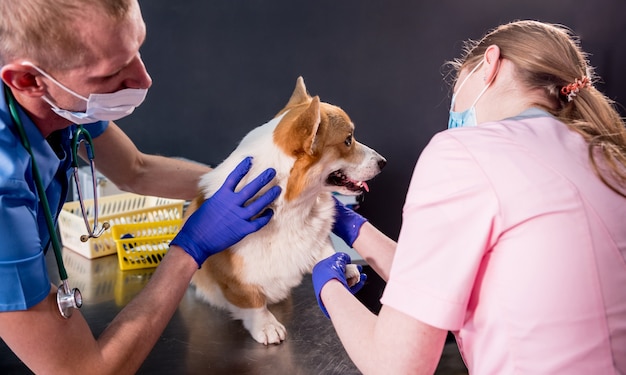 Foto equipo veterinario examina las patas de un perro corgi enfermo