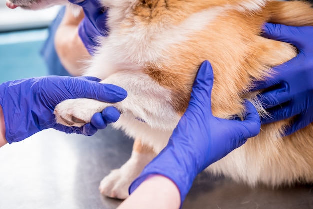 Equipo veterinario examina las patas de un perro corgi enfermo