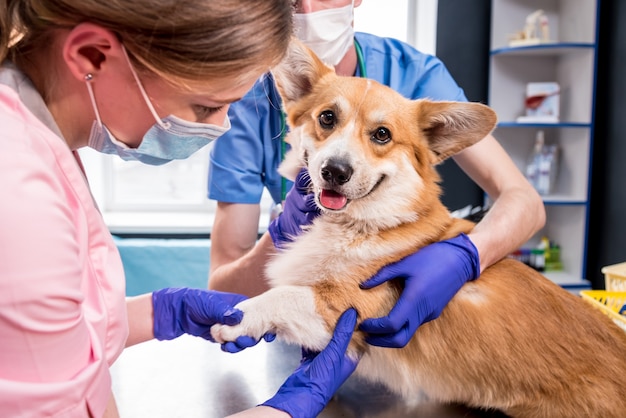 Equipo veterinario examina las patas de un perro corgi enfermo