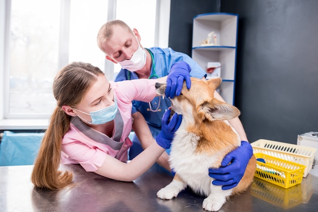 Equipo veterinario examinando los dientes y la boca de un perro corgi enfermo