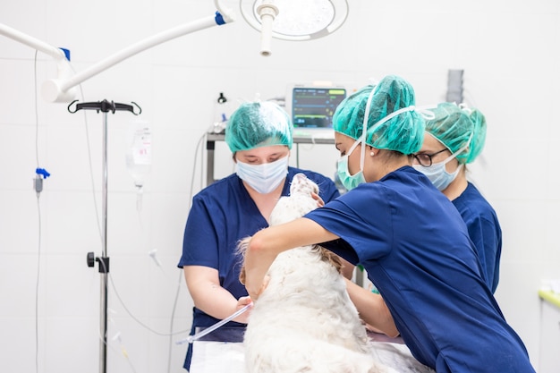 Equipo veterinario femenino joven, preparando un perro en la sala de operaciones para la cirugía. Concepto de salud de los animales.