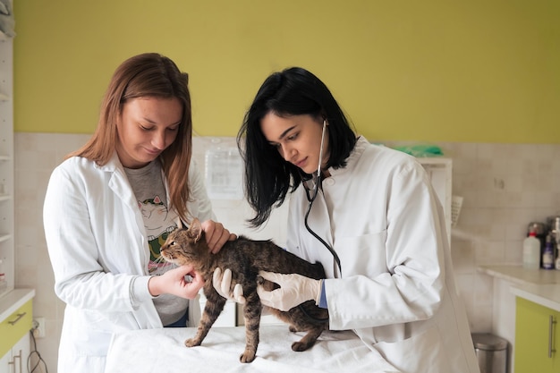 El equipo veterinario para el tratamiento de gatos enfermos mantiene el concepto de salud animal hospital de animales