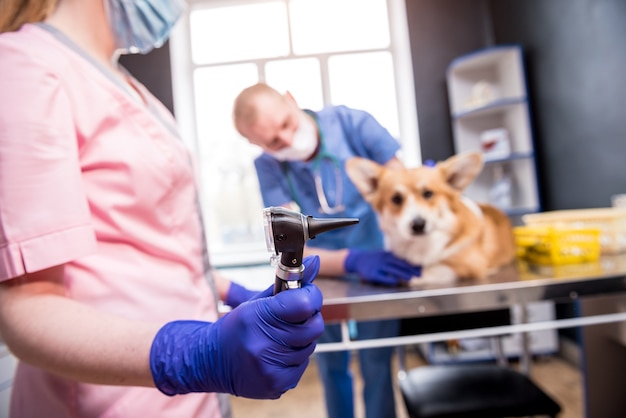 Un equipo de veterinarios examina las orejas de un perro corgi enfermo con un otoscopio