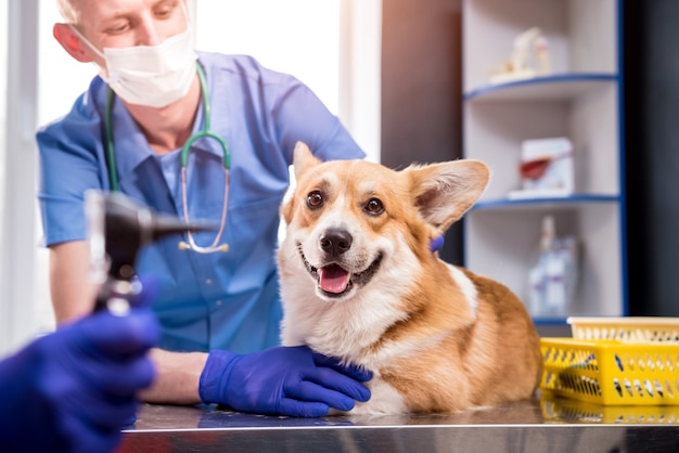 Un equipo de veterinarios examina las orejas de un perro corgi enfermo con un otoscopio