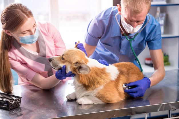 Un equipo de veterinarios examina a un perro corgi enfermo con un estetoscopio