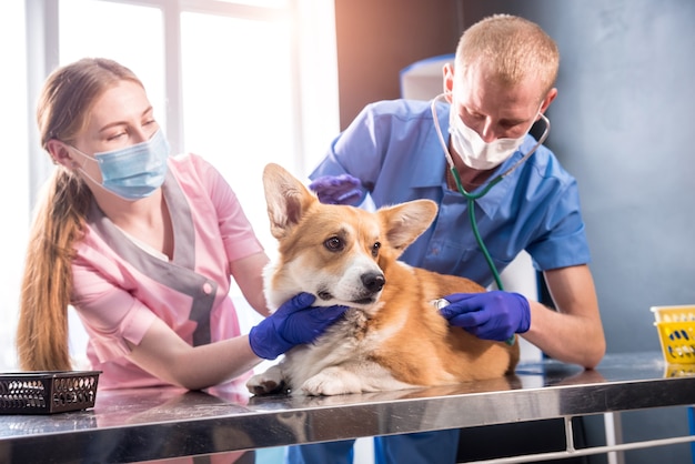 Un equipo de veterinarios examina a un perro corgi enfermo con un estetoscopio