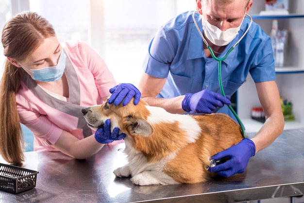 Un equipo de veterinarios examina a un perro corgi enfermo con un estetoscopio