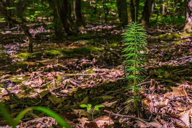 Foto equisetum arvense en bosque de primavera