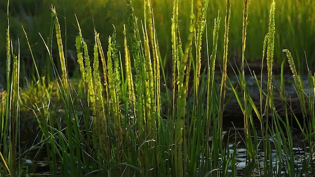 Foto equisetum hyemale a fascinante planta de escovação