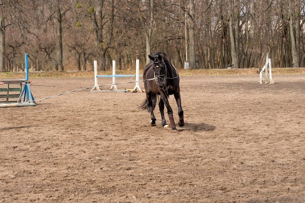 Equitação e treino de cavalos