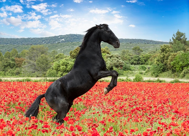 equitação menina e cavalo