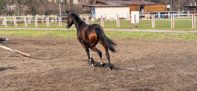 Equitación y entrenamiento de caballos