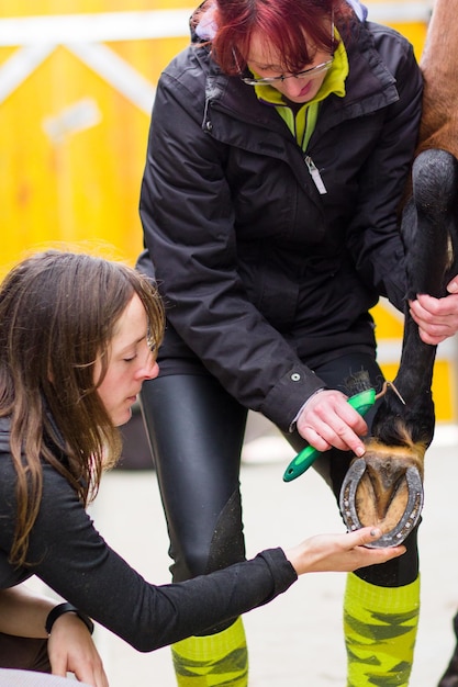 Equitación escuela de equitación ecuestre paddock equipo para herrar animales cuidado veterinario animal mamífero ungulado